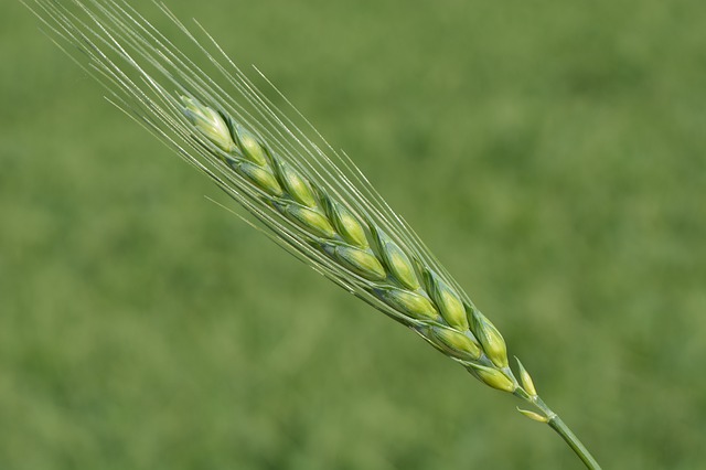 nezralá pšenice